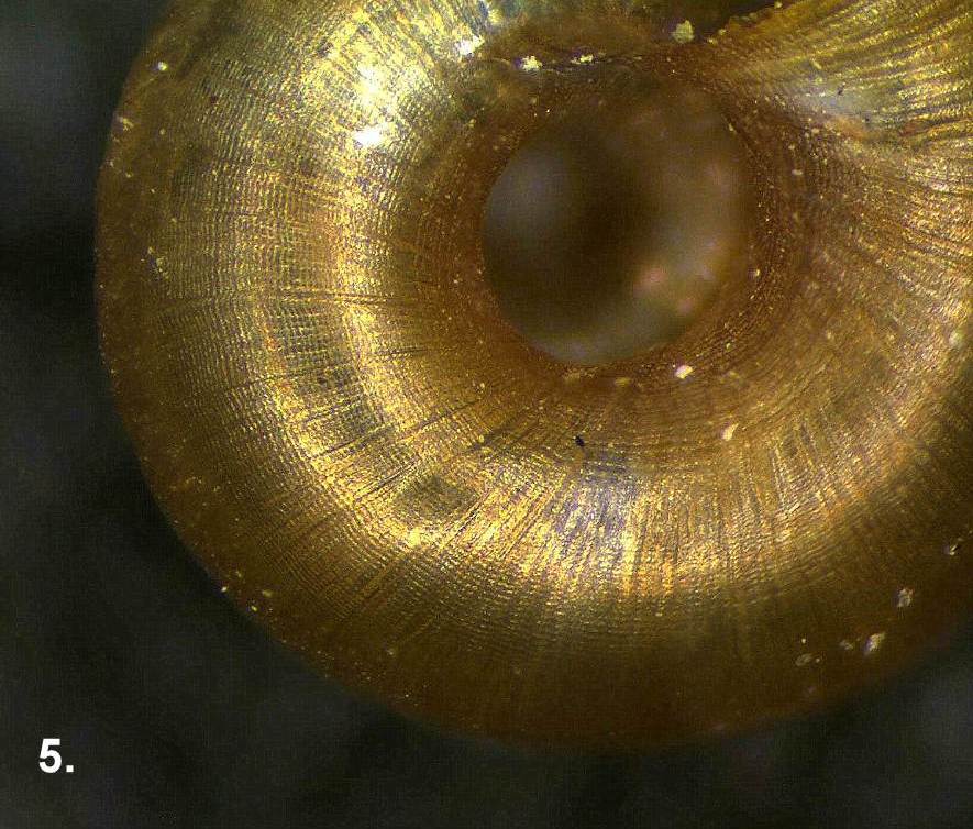 Identificazione piccoli molluschi spagnoli spiaggiati